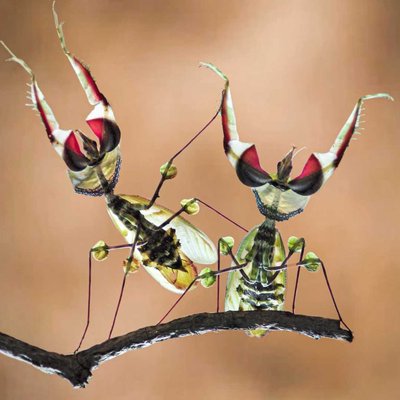 idolomantis diabolica