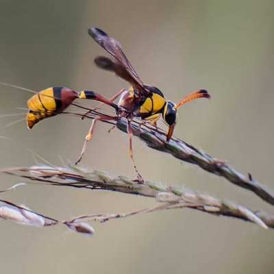Delta unguiculatum