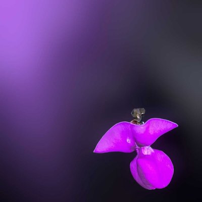 Tell Me Which Flower It Is 💜🖤..? 