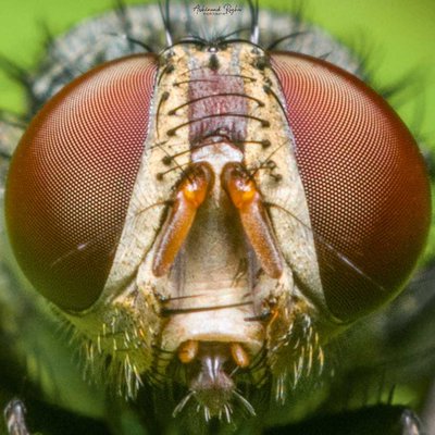 Housefly 