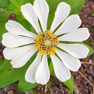 Bunga Zinnia Putih