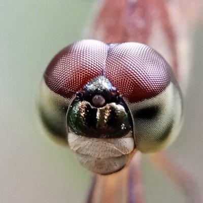 dragon fly 