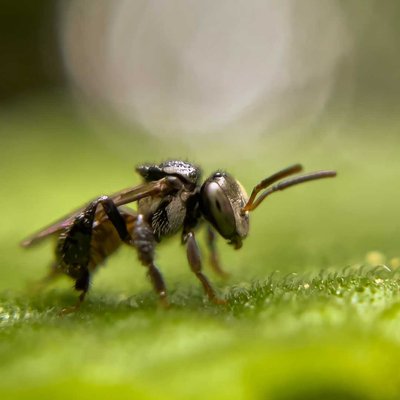 Mobilemacrophotography 