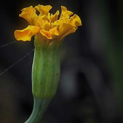 Bunga Marigold