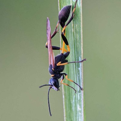 tawon  sphecid