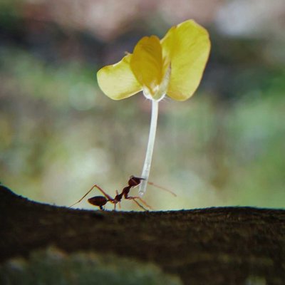Super ant.......