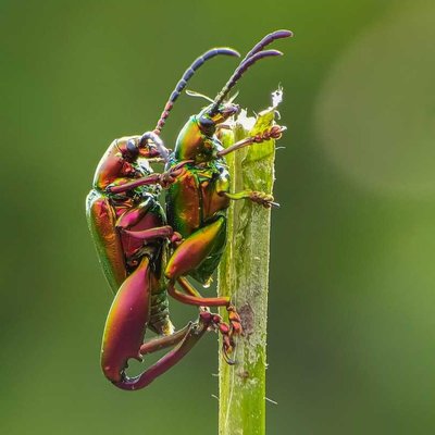 Dogbane beetle