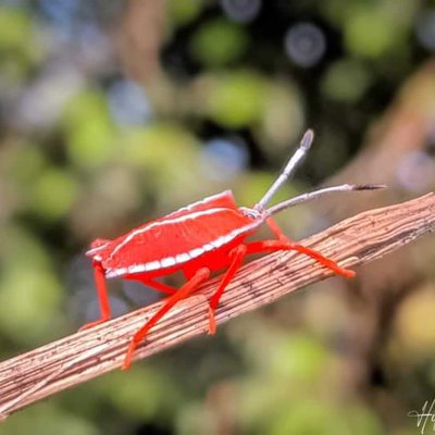 Shield bug 🐝