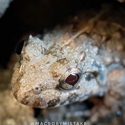 frog