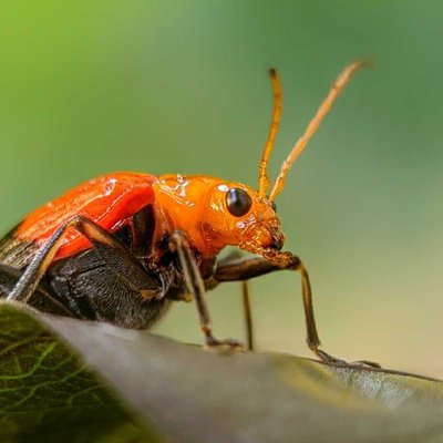 Cucurbit leaf beetle