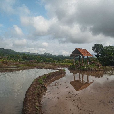 Persiapan penanaman padi
