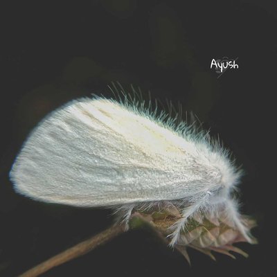 Moody Moth