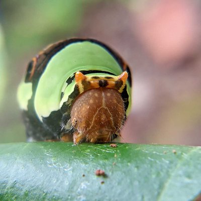 Ulat Hijau