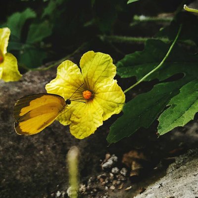 The butterfly is a flying flower ๐ฆ