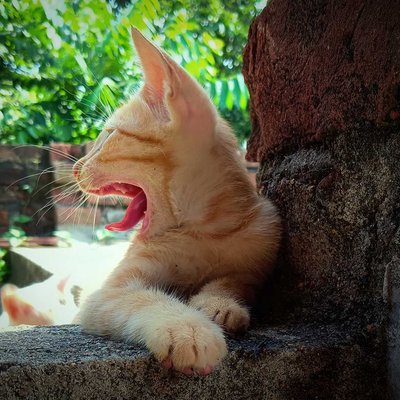 Ginger, My little Kitty 🐈
