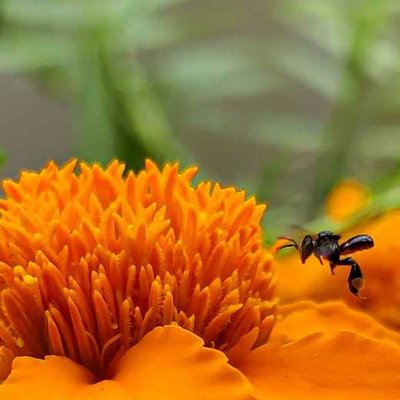 🐝🏵️