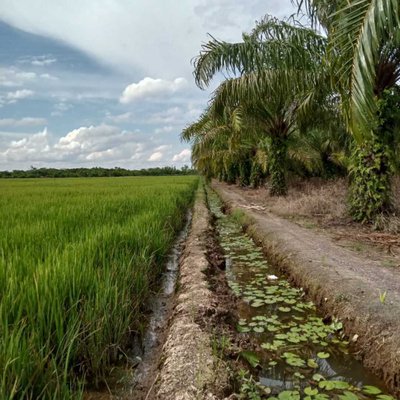 Pinggiran Sawah 