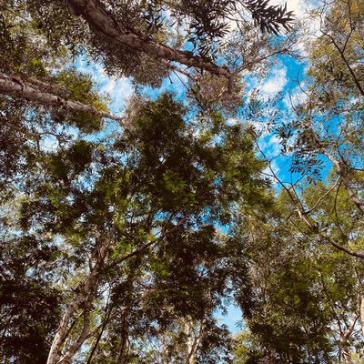 🌳 
