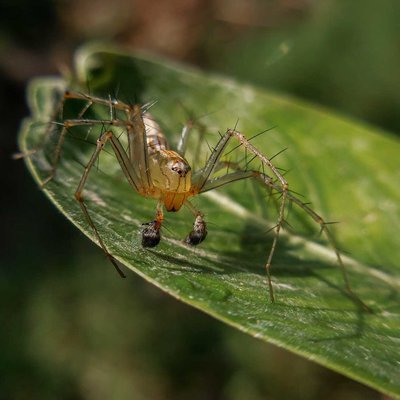 striped Lynx spider
