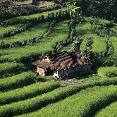 Sawah Hijau