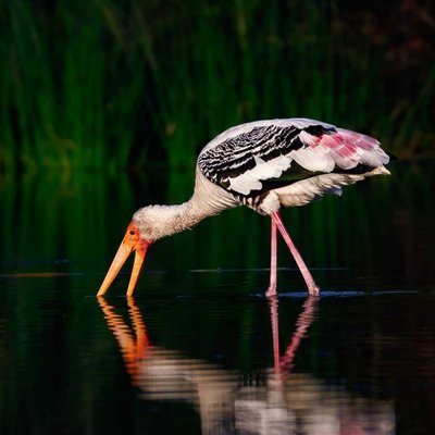 Wildlife Photography | 03