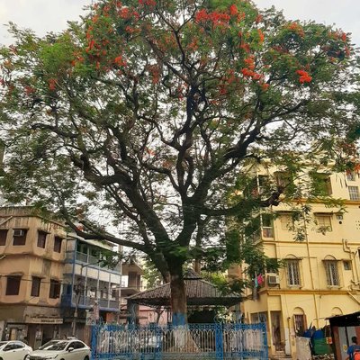 Trees , nature, greenery. 💚💚💚