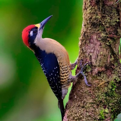 Woodpecker Bird Photography 
