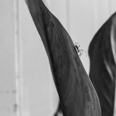 Jumping spider on a leaf