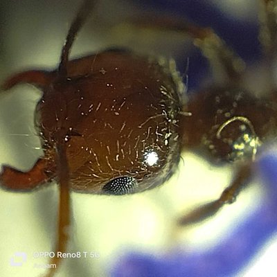 Macroscopic shot of an ant