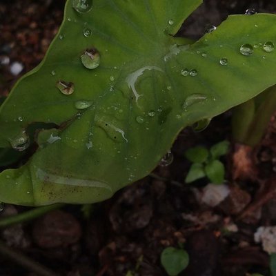 water drop