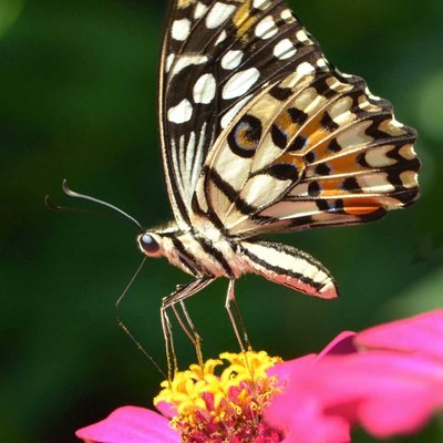 the lime butterfly 