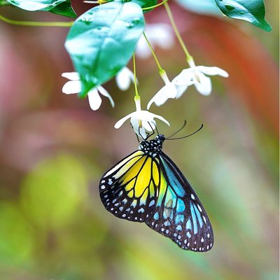 Kupu-kupu Yellow Glassy Tiger (Parantica aspasia)