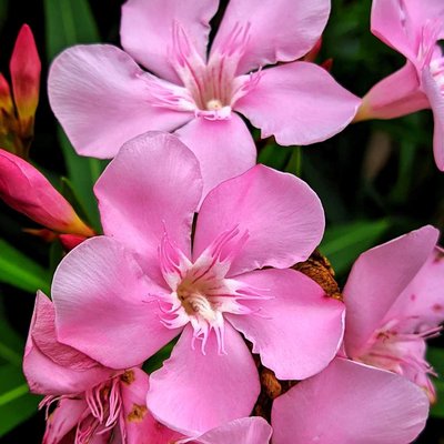 oleander