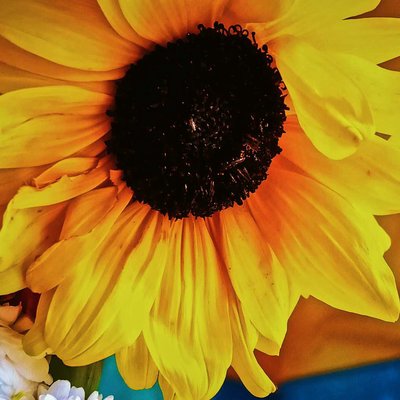 sunflower 🌻