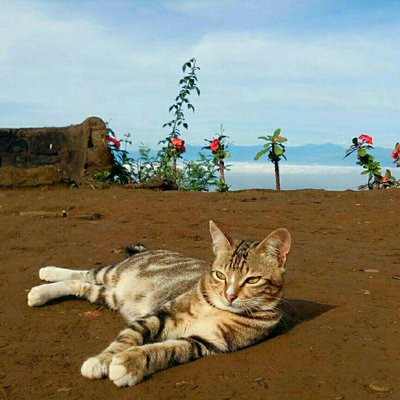 hi hooman, i'm just a cat