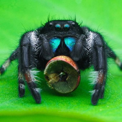 phidippus regius male