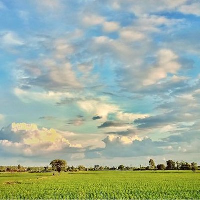 Landscape 