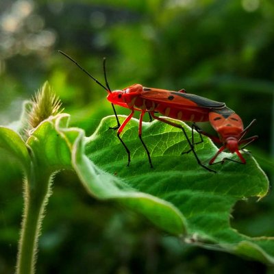 Mating | 📸