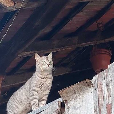🐈‍⬛