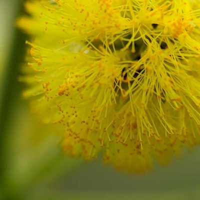 Yellow Beauty 