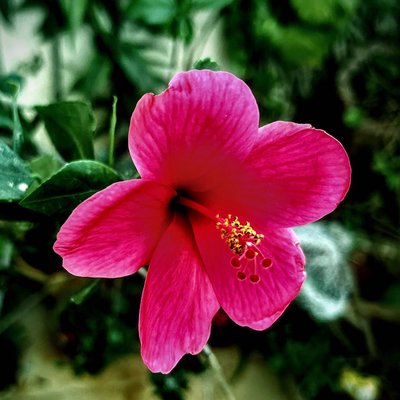 Gudhal flower
