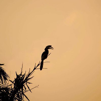 Hornbill!