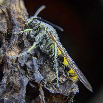 mobile macrophotography