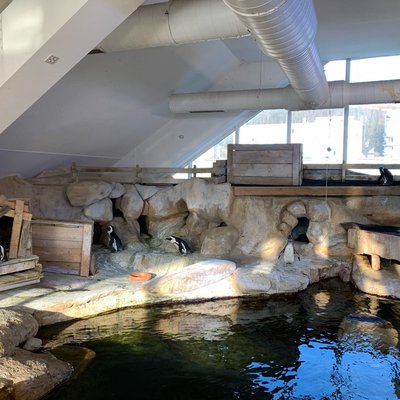 Penguins!!!!