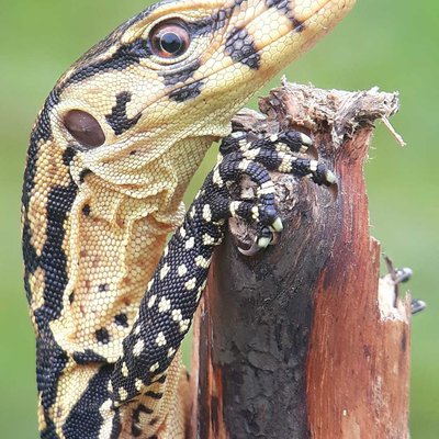 Biawak