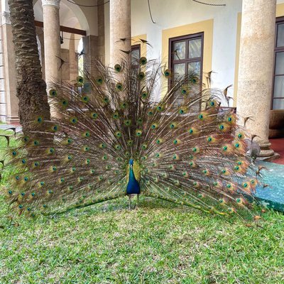 🦚