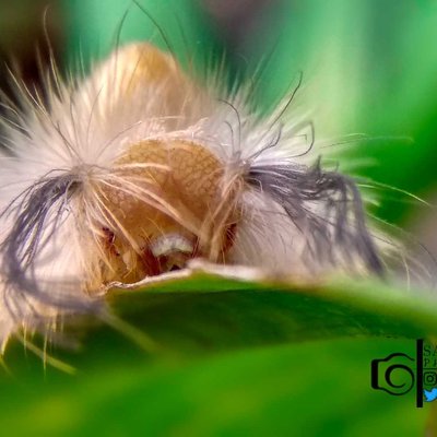 Caterpillar