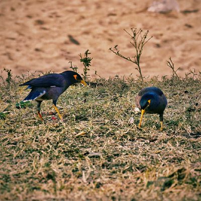 INDIAN MYNA BIRDS
