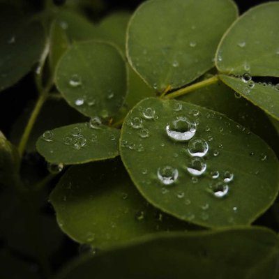 Pearls of rain