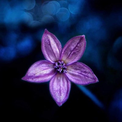 flower photography ❤️